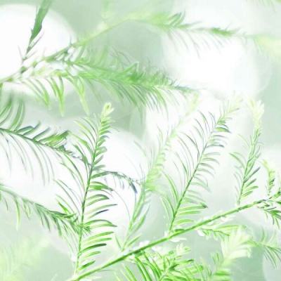 綠島珊瑚大白化後回復平穩 陸域發現稀有植物「蘭嶼牛栓藤」 - 國家地理雜誌中文網
